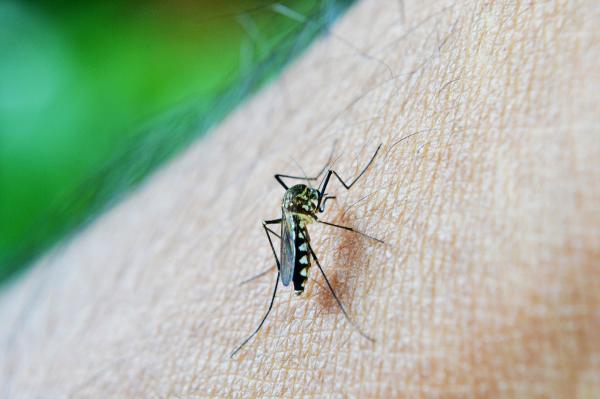 Wie man einen Mückenschutz macht