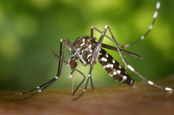 Wie man Mückenschutz macht