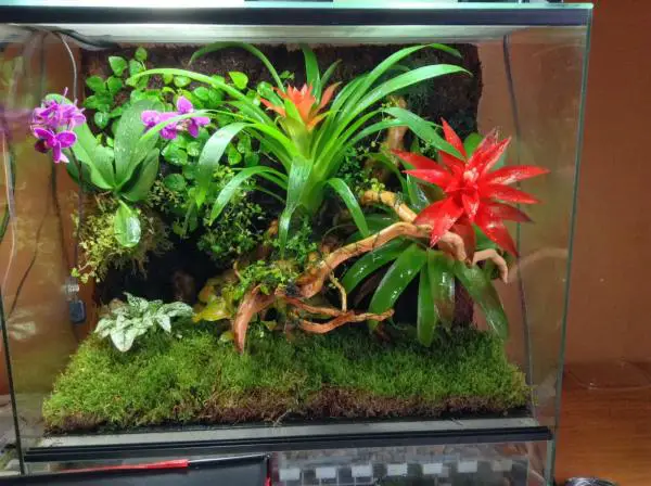 Wie man ein tropisches Terrarium macht