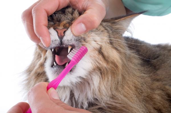 Wie säubere ich die Zähne meiner Katze?