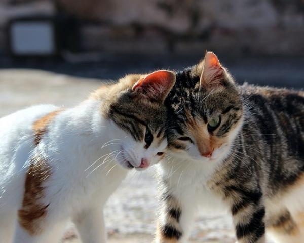 Wie man das Zusammenleben unter Katzen verbessert