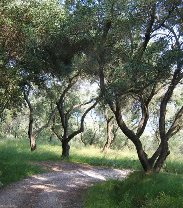 Wie man einen Olivenbaum beschneidet