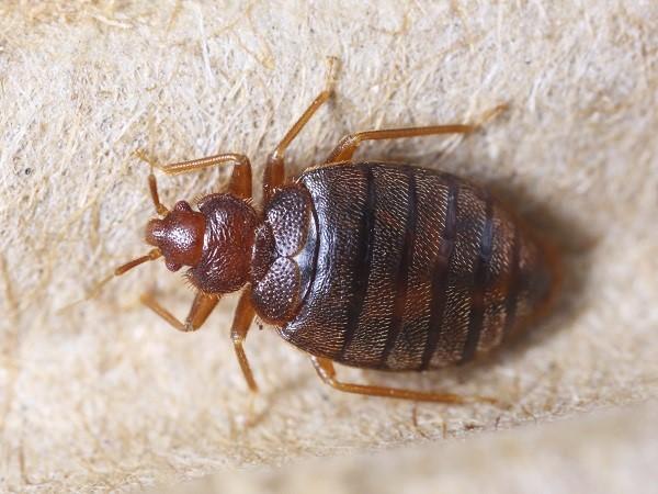 Wie kann man die Chagas-Krankheit verhindern?