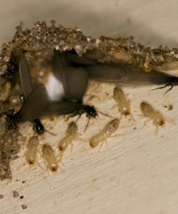 Wie man Möbel vor Termiten schützt