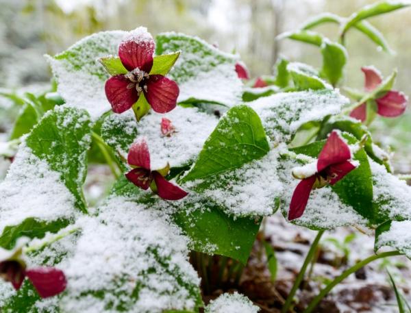 Wie kann ich meinen Garten vor Frost schützen?