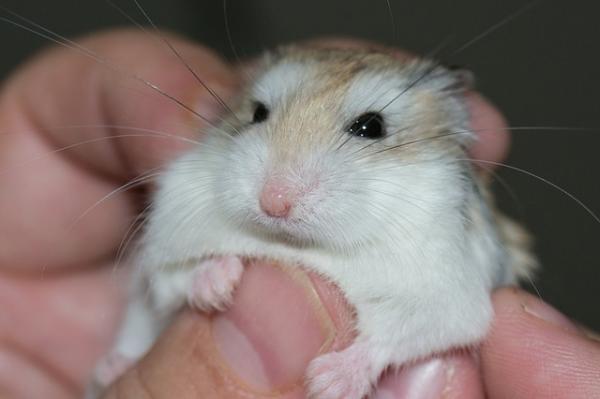 Woher weiß ich, ob mein Hamster männlich oder weiblich ist?