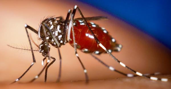 Wie chikungunya übertragen wird