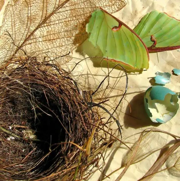 Wie man das leere Nest-Syndrom überwinden kann