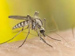 Wie man chikungunya behandelt