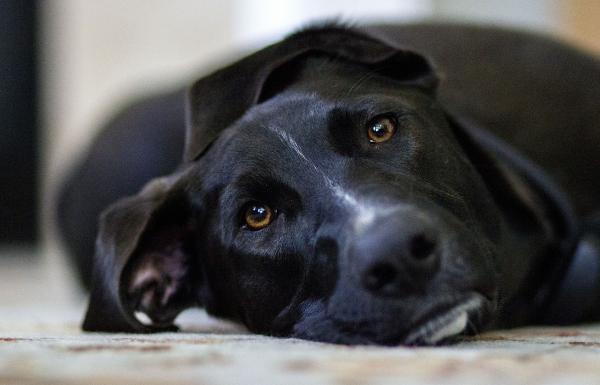 Wie man Verdauungsstörungen bei Hunden behandelt