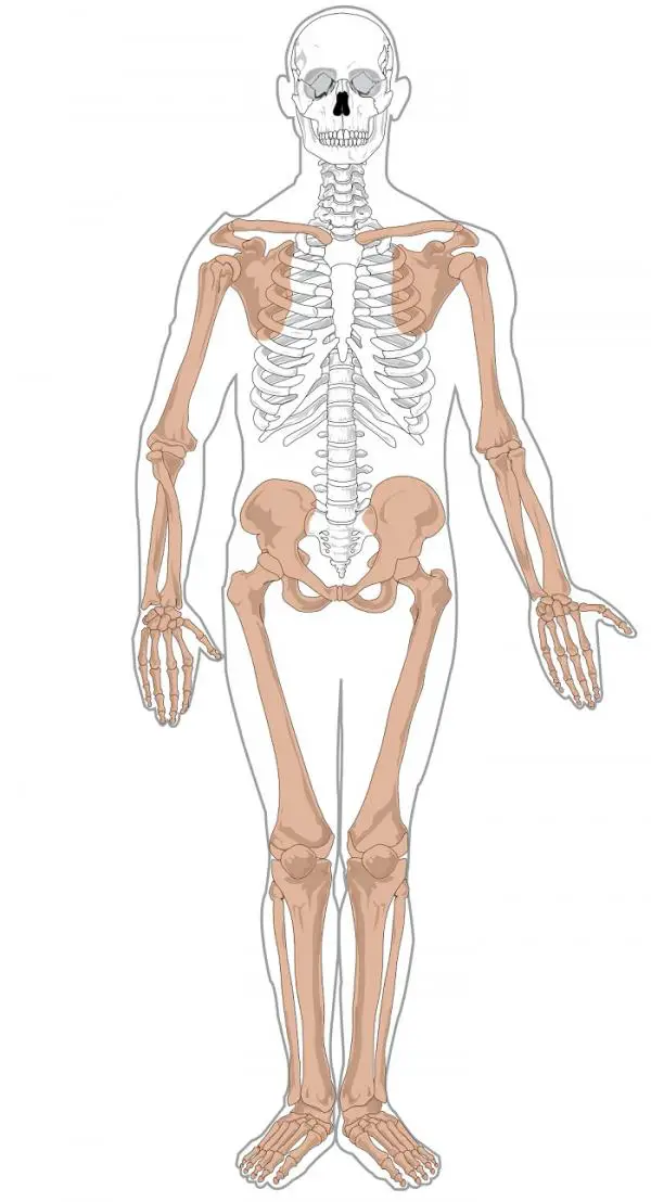 Was ist der kleinste Knochen im menschlichen Körper?