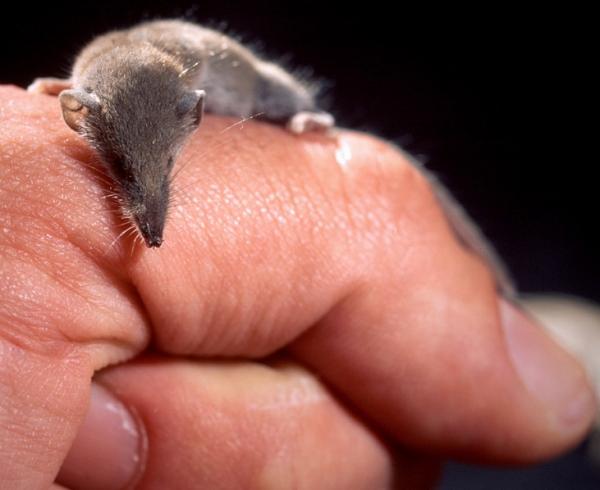 Was ist das kleinste Säugetier der Welt?
