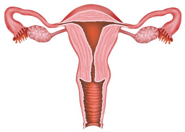 Was ist die normale Größe eines Uterus