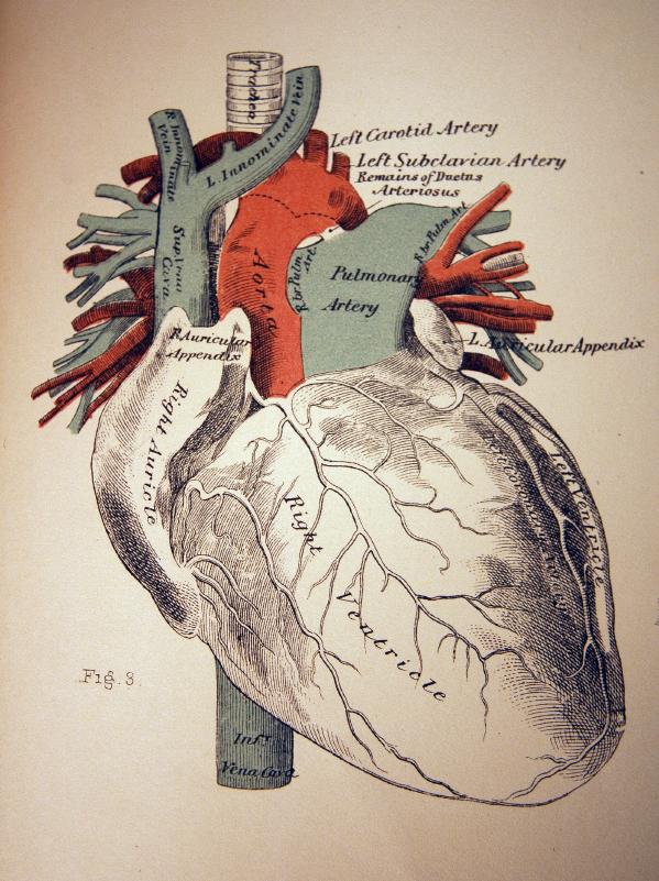 Was ist die normale Größe des Herzens?