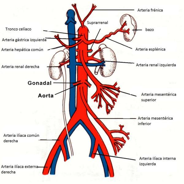 Was ist der Unterschied zwischen Arterien und Venen?