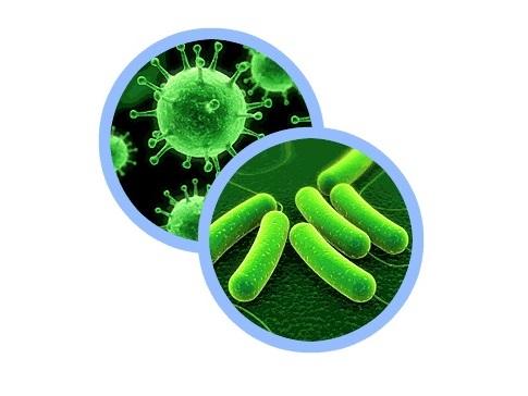 Was ist der Unterschied zwischen Bakterien und Viren?
