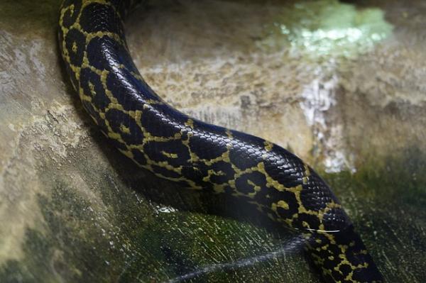 Was ist der Unterschied zwischen Schlange, Schlange und Viper?
