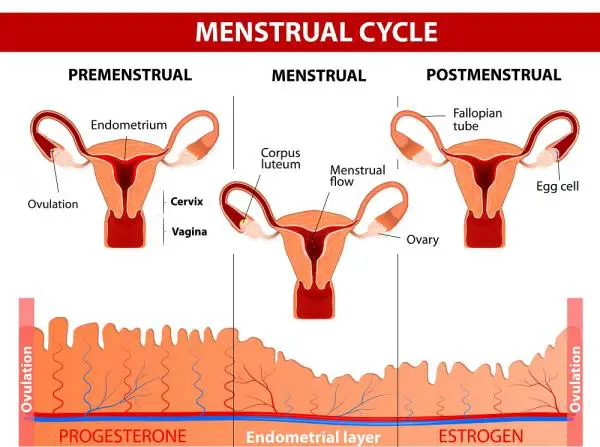 Welche Hormone beeinflussen den Menstruationszyklus?