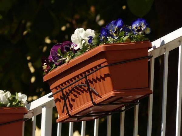 Welches sind die besten Pflanzen für den Balkon