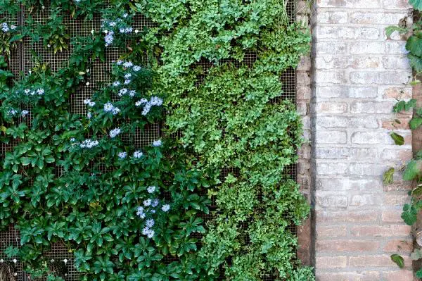 Was sind die besten Pflanzen für grüne Wände?