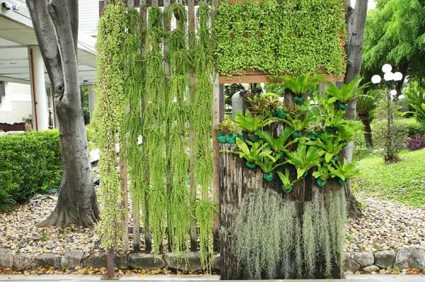 Was sind die besten Pflanzen für einen vertikalen Garten?
