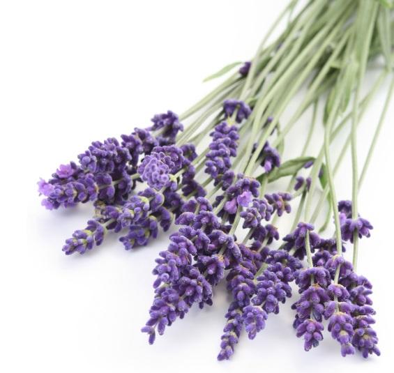 Was sind die Eigenschaften von Lavendel?