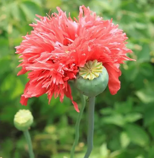 Was sind die Auswirkungen von Opium?
