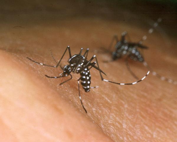 Was sind die Symptome von Chikungunya?