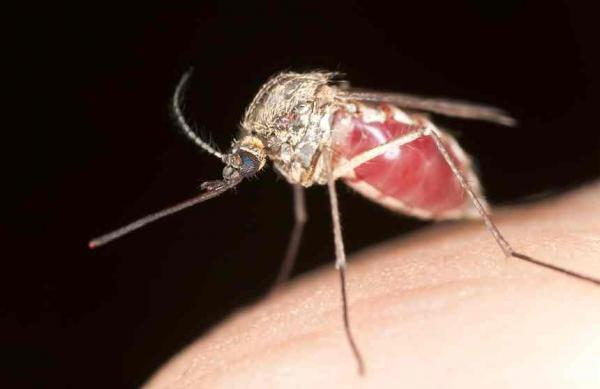 Was sind die Symptome von Malaria?