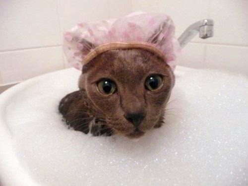 Wann man eine Katze badet