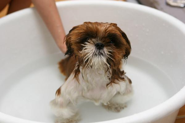 Wann man den Hund badet