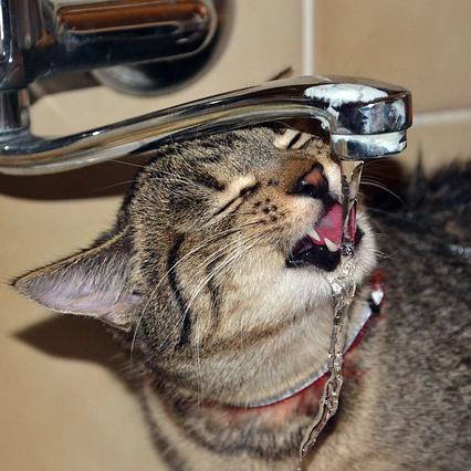 Wie viel Wasser sollte eine Katze pro Tag trinken?