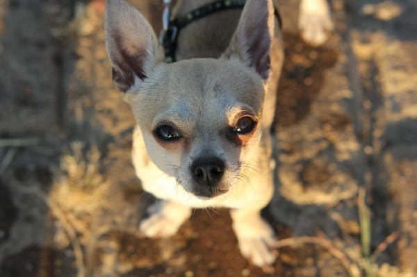 Wie viel sollte mein Chihuahua Hund essen?