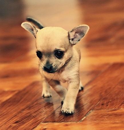 Wie viel sollte ein Chihuahua-Hund wiegen?