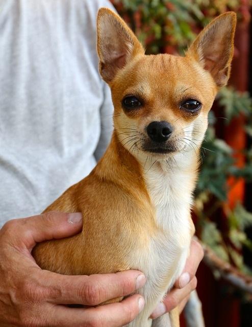 Wie viel misst ein Chihuahua-Hund?