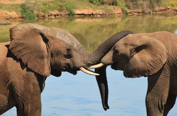 Wie viel wiegen die Elefanten?