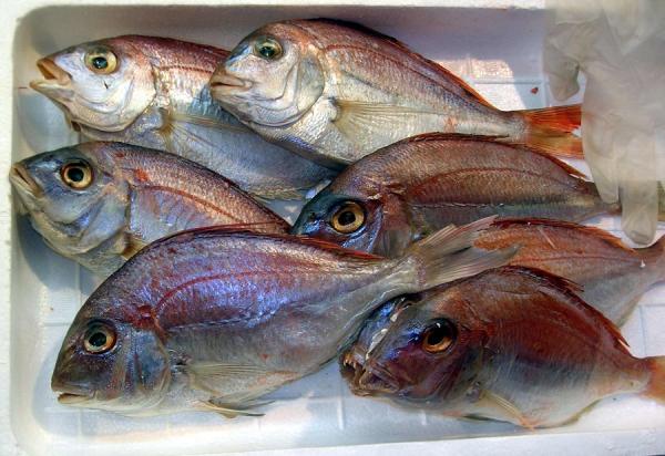 Wie lange halten Sie den frischen Fisch im Kühlschrank?