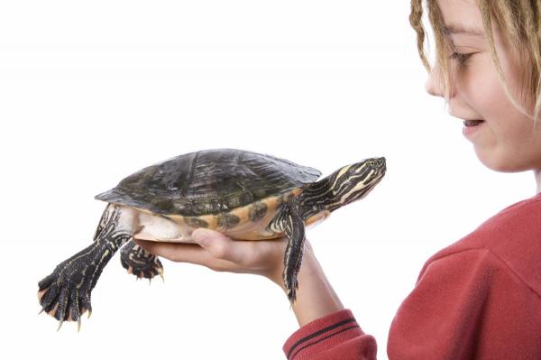 Wie alt ist eine Schildkröte?