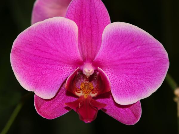 Orchideen zu Hause: kultivieren, pflegen und wässern