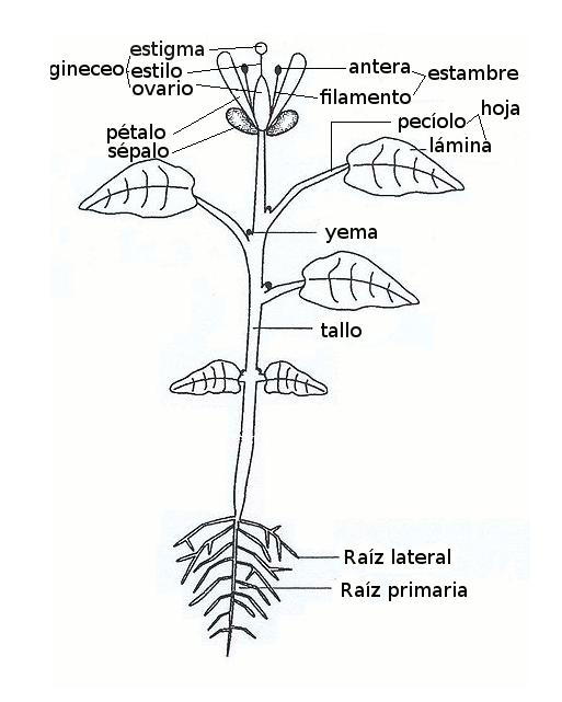 Teile der Pflanze