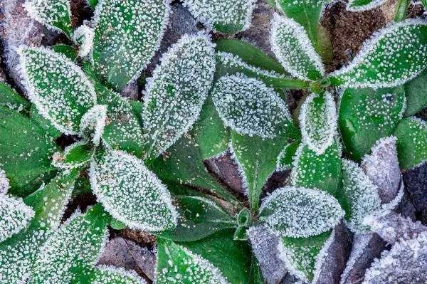 Pflanzen für kaltes Wetter