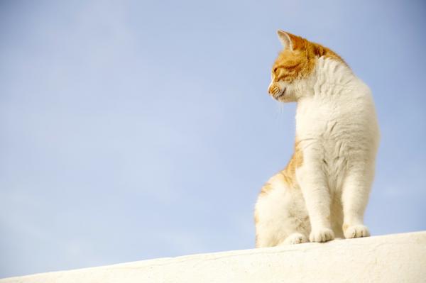 Warum Katzen Höhen mögen
