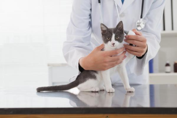 Warum ist es wichtig, meine Katze zu impfen?