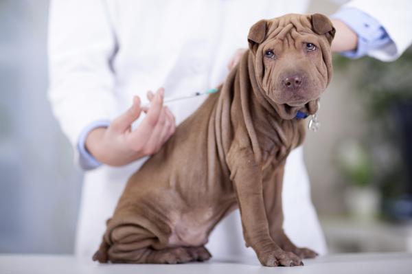 Warum ist es wichtig, meinen Hund zu impfen?