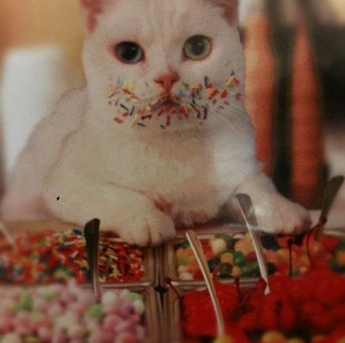 Warum Katzen keinen Zucker essen können
