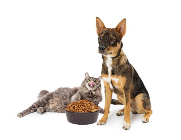 Warum Katzen kein Hundefutter essen können - kenne die Gründe