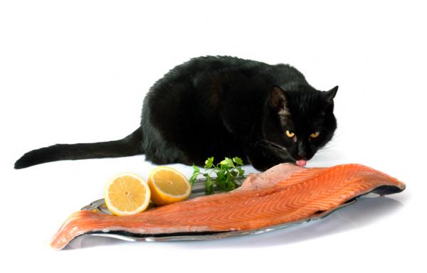 Warum Katzen keinen Fisch essen können - wahr oder Mythos?