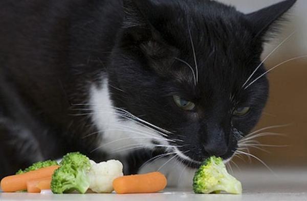 Warum Katzen kein Gemüse essen können