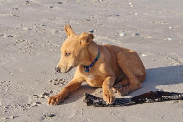 Warum Hunde Exkremente essen