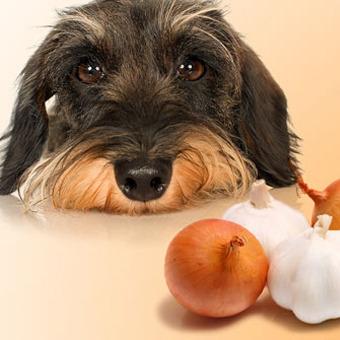 Warum können Hunde keine Zwiebeln essen?